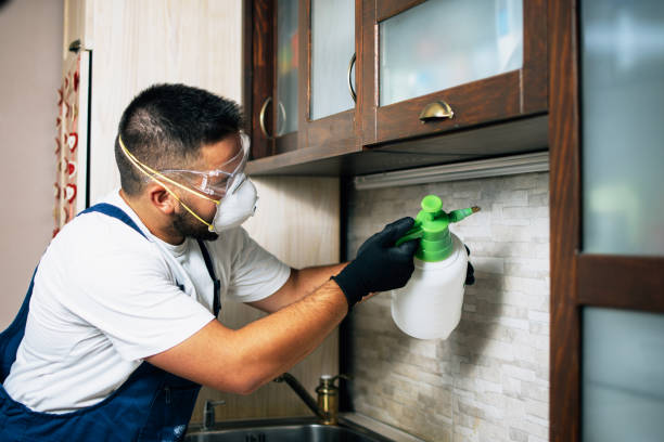 Best Termite Control Services  in Schaumburg, IL