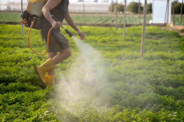 Best Local Pest Control Services  in Schaumburg, IL