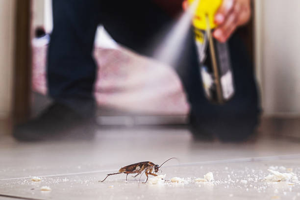 Best Mosquito Control Services  in Schaumburg, IL